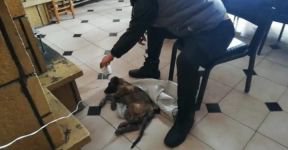 DONMAK ÜZERE OLAN KÖPEĞİ SAHİPLENDİ