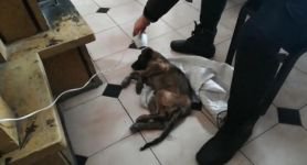 DONMAK ÜZERE OLAN KÖPEĞİ SAHİPLENDİ