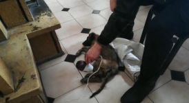 DONMAK ÜZERE OLAN KÖPEĞİ SAHİPLENDİ