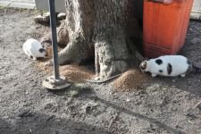 GÖLCÜK'TE SOKAK HAYVANLARI UNUTULMADI