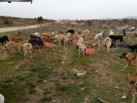 HER ŞEY CANLAR İÇİN