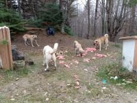 HER ŞEY CANLAR İÇİN