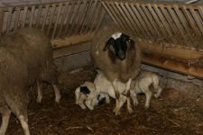 İKİZ VE ÜÇÜZ DOĞAN KUZULAR SAHİBİNİ SEVİNDİRDİ