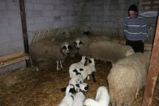 İKİZ VE ÜÇÜZ DOĞAN KUZULAR SAHİBİNİ SEVİNDİRDİ