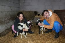 İKİZ VE ÜÇÜZ DOĞAN KUZULAR SAHİBİNİ SEVİNDİRDİ