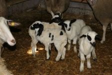 İKİZ VE ÜÇÜZ DOĞAN KUZULAR SAHİBİNİ SEVİNDİRDİ