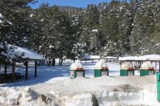 ABANT'TA İN CİN TOP OYNUYOR...