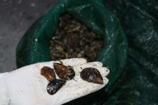 JANDAMADAN MİDYE OPERASYONU...