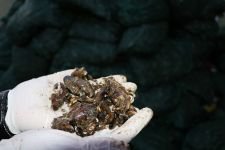 JANDAMADAN MİDYE OPERASYONU...