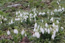 KARDELEN VE ÇİÇEKLER AÇTI