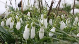 KARDELEN VE ÇİÇEKLER AÇTI