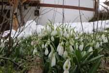 KARDELEN VE ÇİÇEKLER AÇTI