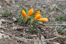 KARDELEN VE ÇİÇEKLER AÇTI