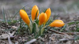 KARDELEN VE ÇİÇEKLER AÇTI