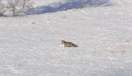 KARNINI DOYURMAK İÇİN MERKEZE KADAR GELDİ