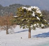 KARNINI DOYURMAK İÇİN MERKEZE KADAR GELDİ