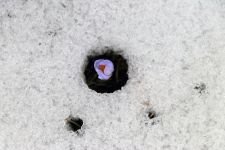 KIŞ VE İLKBAHAR BİR ARADA