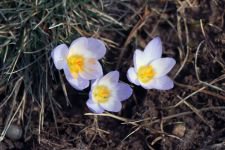 KIŞ VE İLKBAHAR BİR ARADA