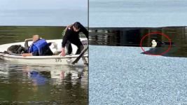 LİSA İÇİN SEFERBER OLDULAR