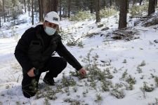 ORMANLIK ALAN SAYISINDA REKOR BÜYÜME