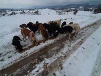 SOKAK HAYVANLARINI UNUTMADILAR