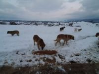 SOKAK HAYVANLARINI UNUTMADILAR