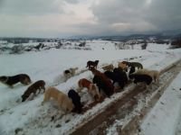 SOKAK HAYVANLARINI UNUTMADILAR