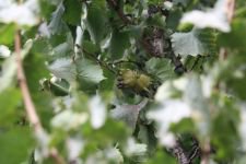 TÜRK FINDIĞI’NIN GENLERİ BOLU'DA KORUMA ALTINDA