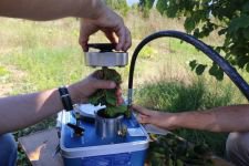 TÜRK FINDIĞI’NIN GENLERİ BOLU'DA KORUMA ALTINDA