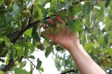 TÜRK FINDIĞI’NIN GENLERİ BOLU'DA KORUMA ALTINDA