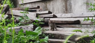 YARALI KEDİ YAKALANAMADI