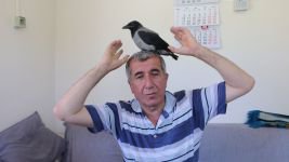 YAVRU KARGAYI ELLERİYLE BESLEDİLER