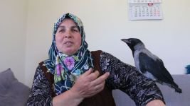 YAVRU KARGAYI ELLERİYLE BESLEDİLER