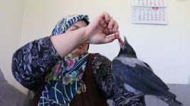 YAVRU KARGAYI ELLERİYLE BESLEDİLER