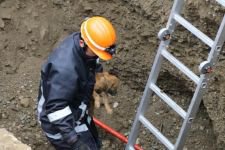 YAVRU KÖPEK İÇİN SEFERBER OLDULAR