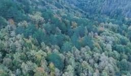 YEDİGÖLLER'DE MUHTEŞEM SONBAHAR HAVASI