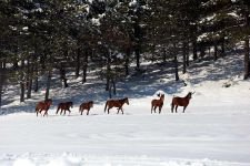 YILKI ATLARINA YEM BIRAKILDI