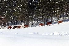 YILKI ATLARINA YEM BIRAKILDI