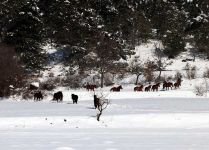 YILKI ATLARINA YEM BIRAKILDI