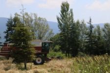 10 BİN YILLIK IZA BUĞDAYINDA HASAT VAKTİ