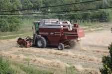 10 BİN YILLIK IZA BUĞDAYINDA HASAT VAKTİ