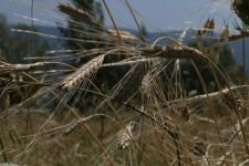 10 BİN YILLIK IZA BUĞDAYINDA HASAT VAKTİ