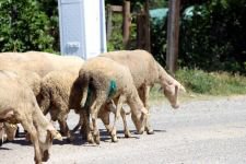 BAŞIBOŞ  KÖPEKLER  KOYUNLARI TELEF ETTİ