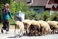 BAŞIBOŞ  KÖPEKLER  KOYUNLARI TELEF ETTİ