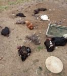 BAŞIBOŞ KÖPEKLER TAVUKLARI TELEF ETTİ