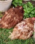 BAŞIBOŞ KÖPEKLER TAVUKLARI TELEF ETTİ