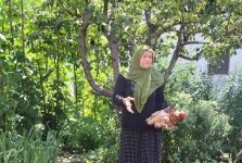 BAŞIBOŞ KÖPEKLER TAVUKLARI TELEF ETTİ