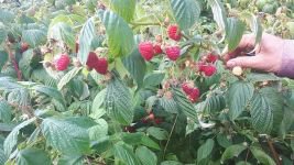 ​BOLU AHUDUDU VE ARONYA ÜRETİM MERKEZİ OLACAK