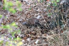 BOLU'DA 650 KEKLİĞE KRİTİK GÖREV