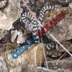 BOLU’DA İLK DEFA RASTLANDI